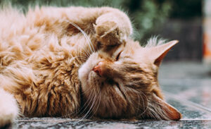 Astro will become your favourite cat