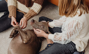 Pets to Go Matches People to Pets